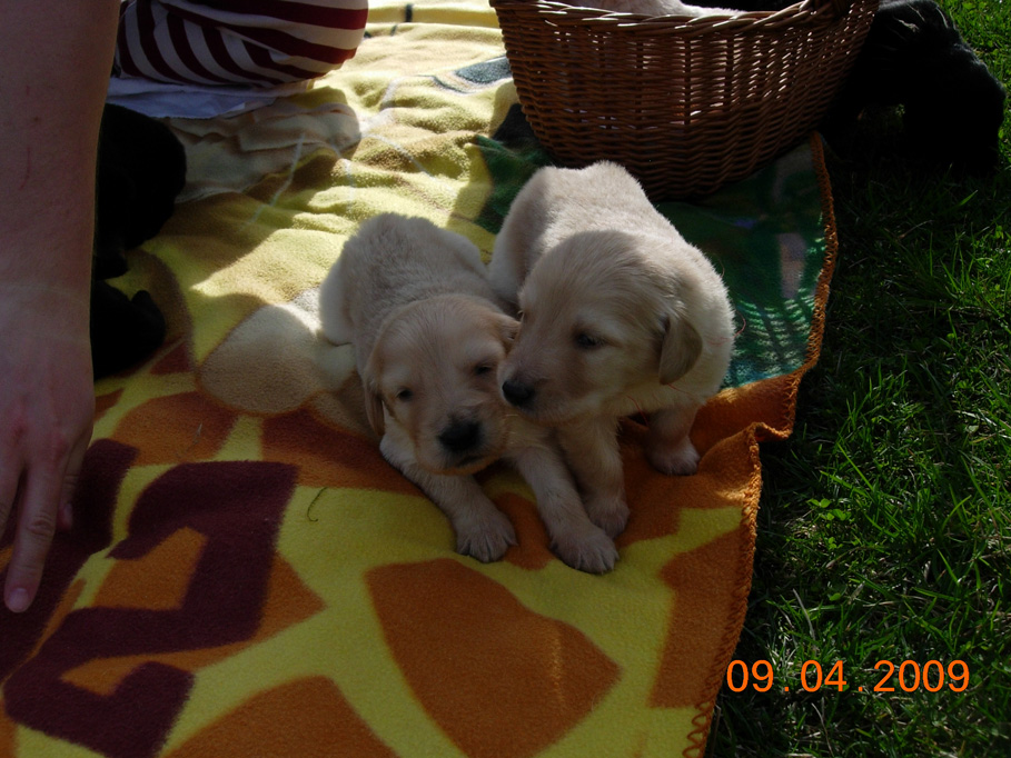 blondak a cervena.jpg